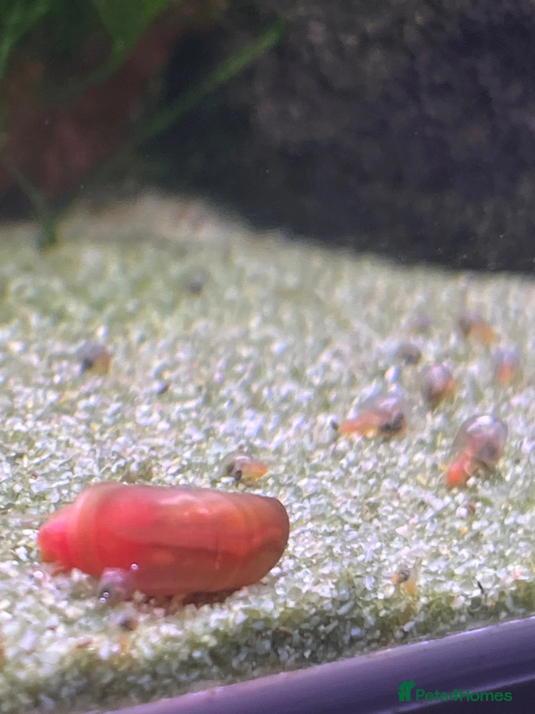 Snails fish for sale: 💗Pink & 🐆Leopard Spotted ramshorn snails in London - Advert 2