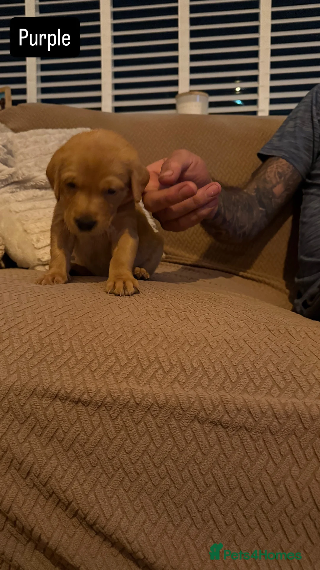 Goldador dogs for sale: Goldador Puppies  - Advert 5