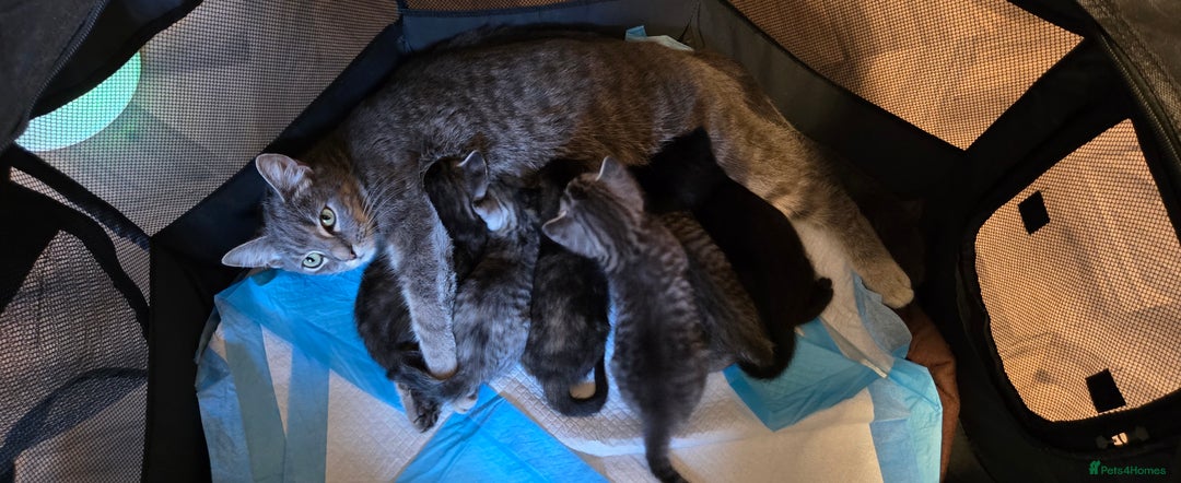 Mixed Breed cats for sale: Mother + 6 Kittens (All together)  - Image 1