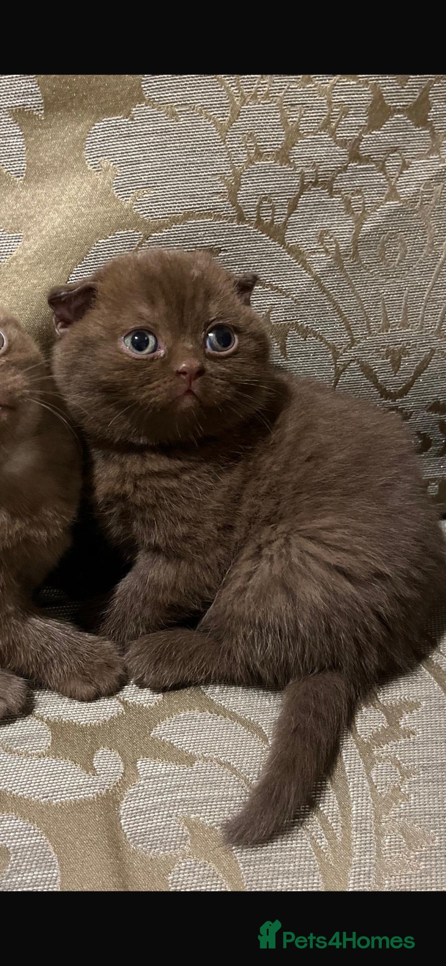Scottish Fold cats Highest quality fold & straight babies - TICA reg - Advert 1