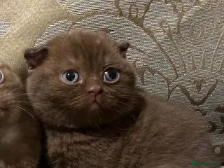 Scottish Fold cats Highest quality fold & straight babies - TICA reg - Advert 1