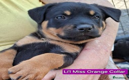 Rottweiler dogs for sale: Stunning Litter Of Shepweiler X Mastiff Pups - Image 28