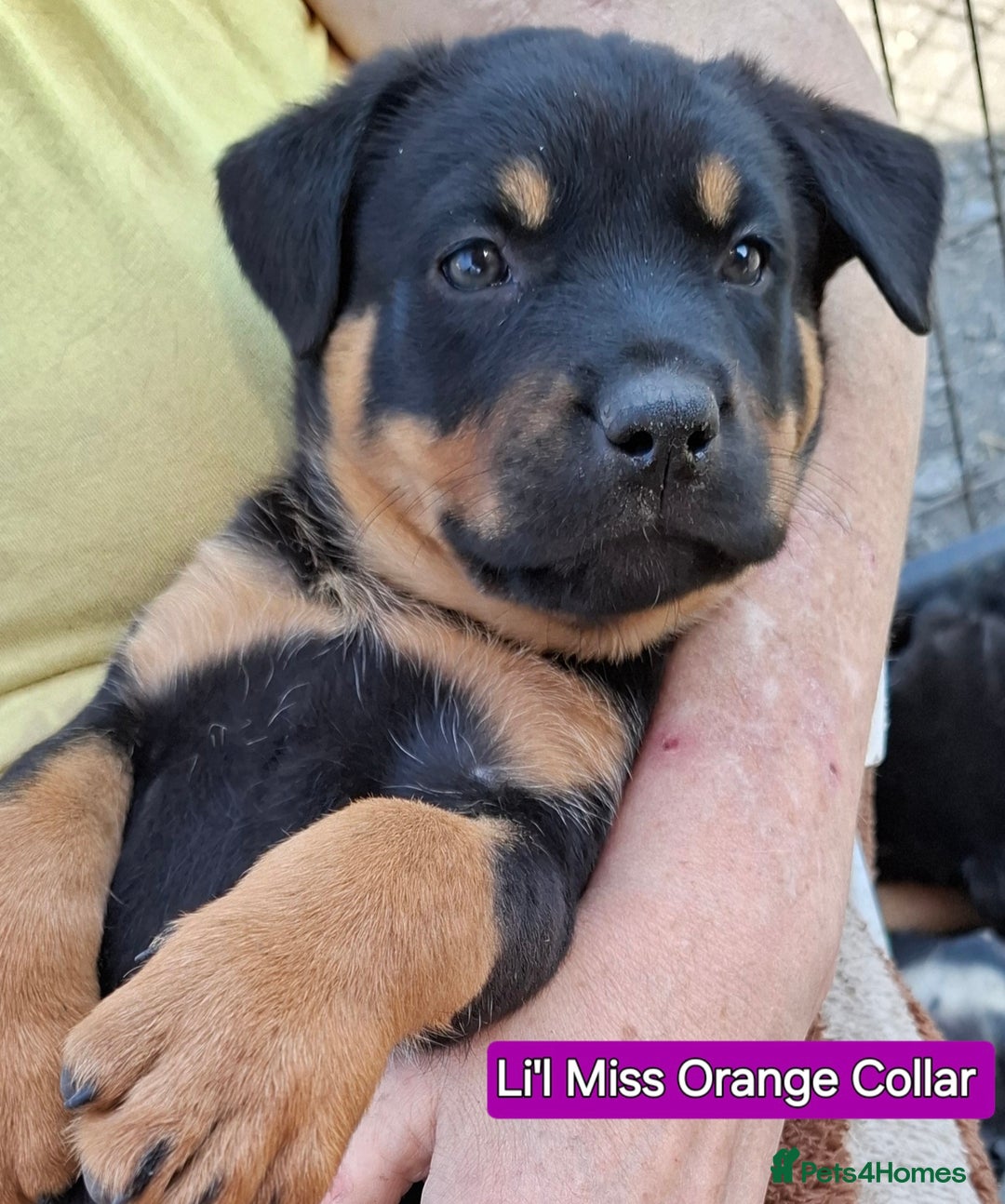 Rottweiler dogs for sale: Stunning Litter Of Shepweiler X Mastiff Pups - Image 28