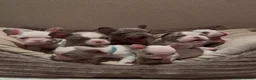 French Bulldog dogs for sale: 6x KC registered French Bulldogs - Advert 3