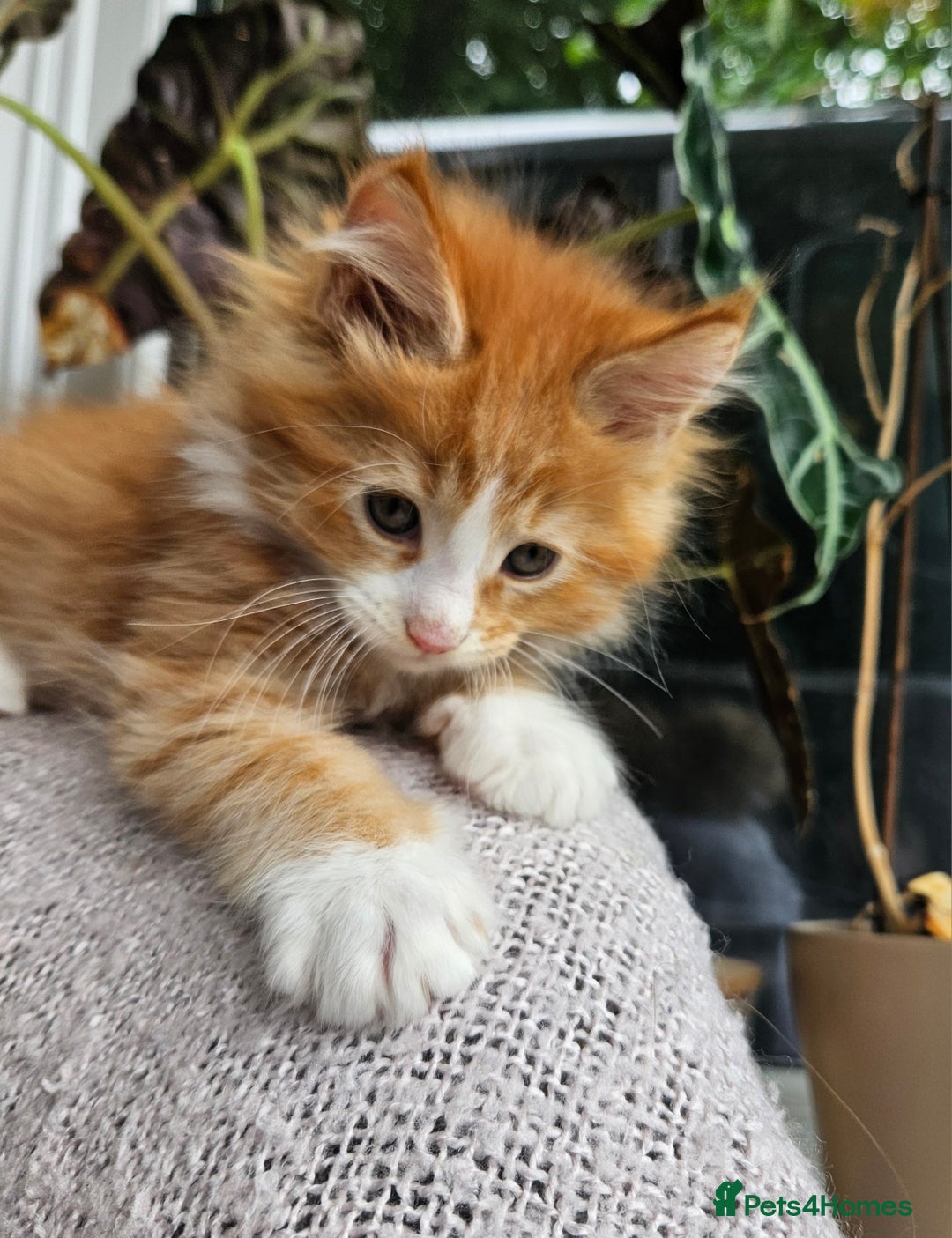 Maine Coon cats for sale: Maine Coon kittens available Chunky and confident - Image 10