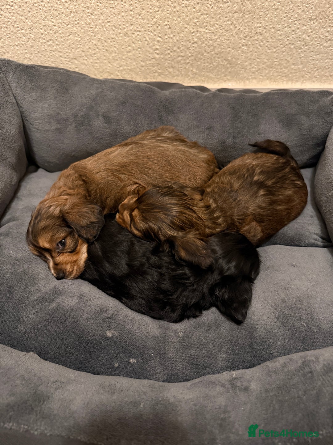 Mixed Breed dogs for sale: Corkiepoo puppies for sale 🐶 - Advert 5