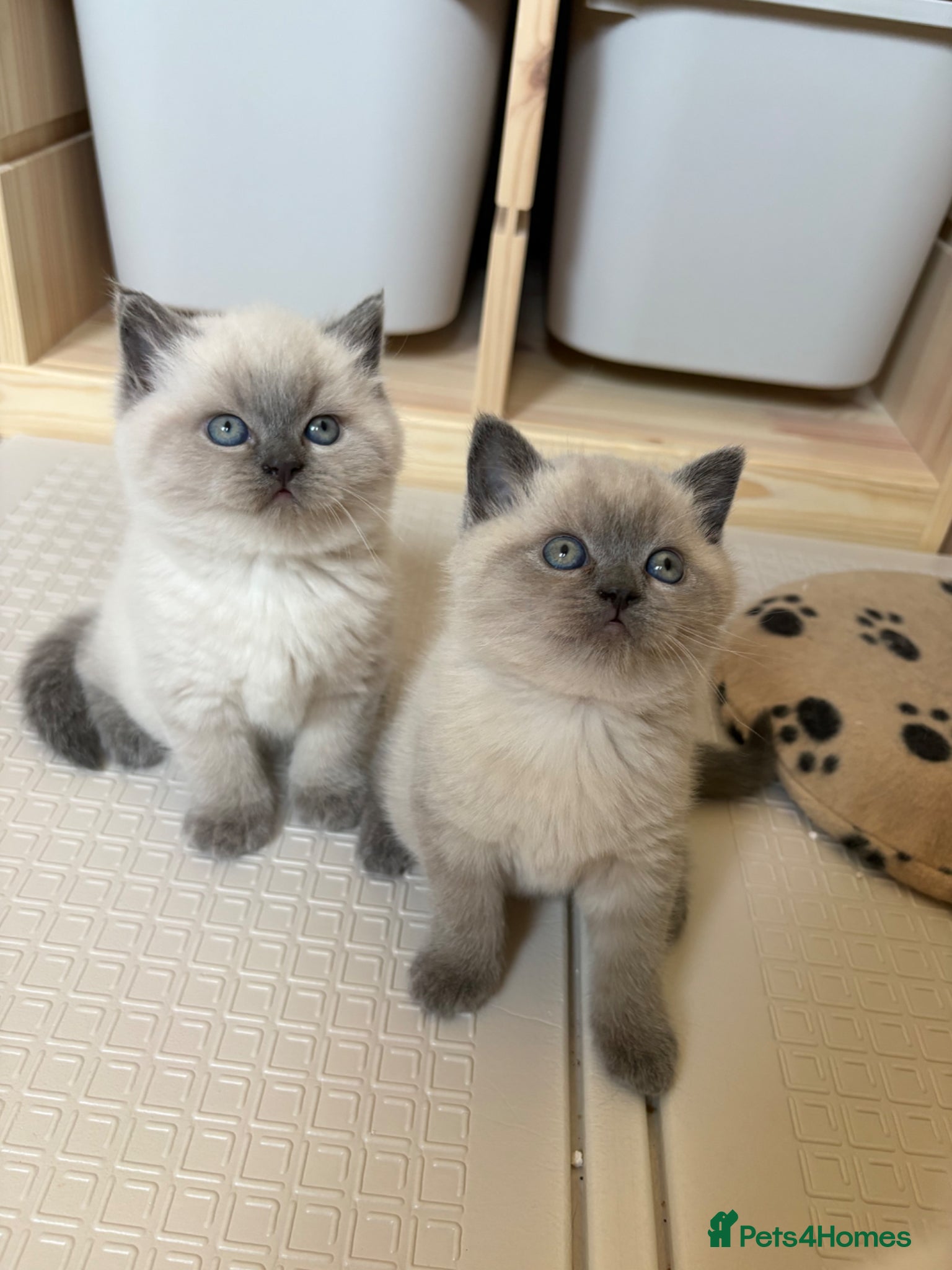 Scottish Fold cats for sale: Scottish fold British shorthair kittens  in Norwich - Advert 2