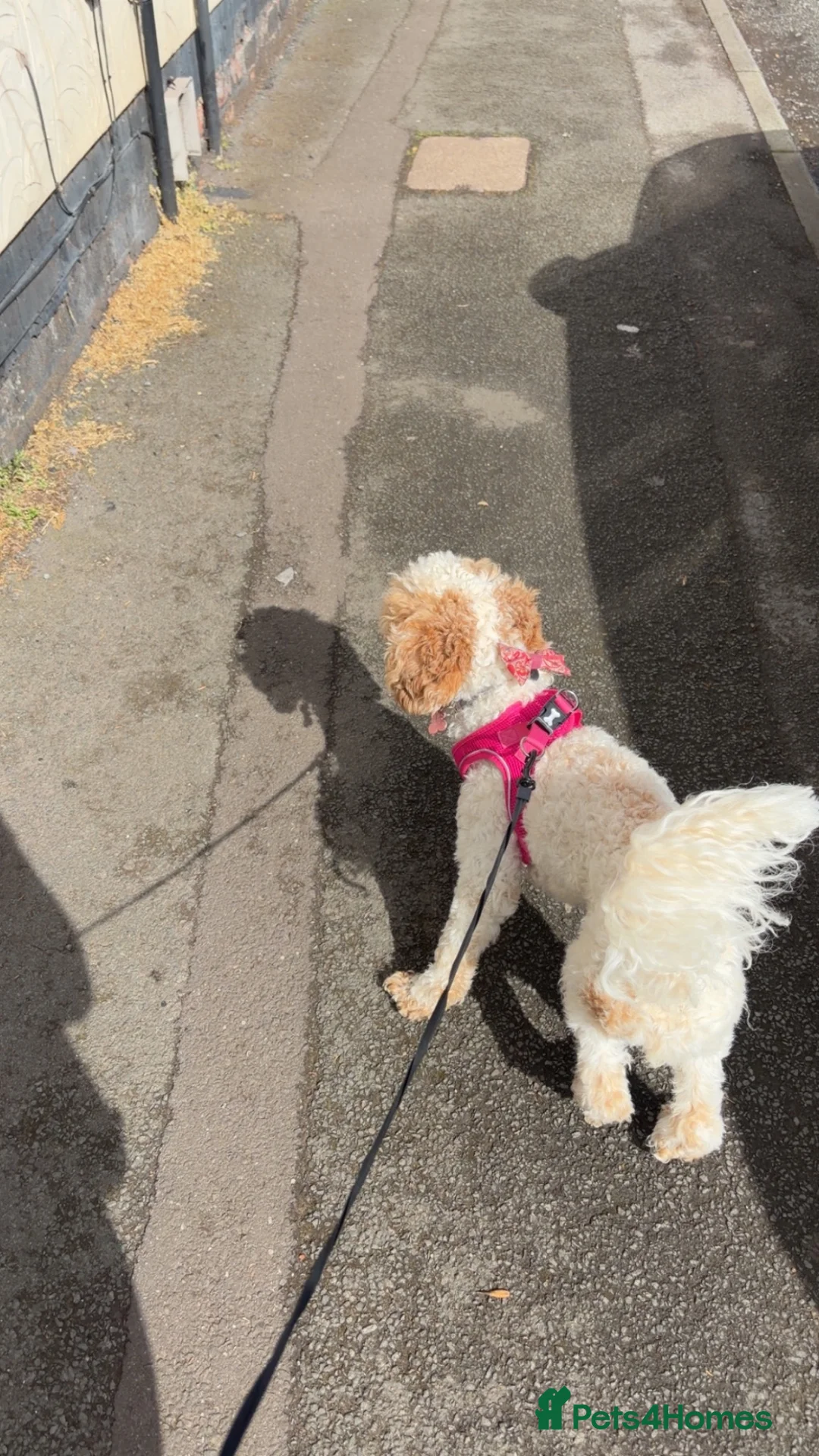 Cockapoo dogs for sale: 1 year old cockapoo  - Advert 5