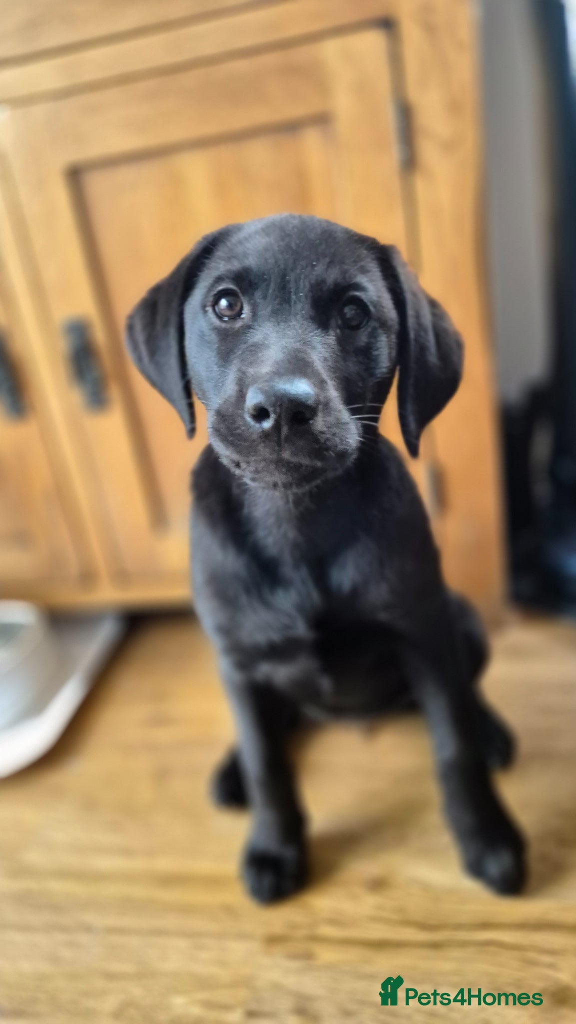 Labrador Retriever dogs KC Registered Black Girl, ready now. - Advert 3