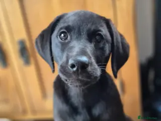 Labrador Retriever dogs KC Registered Black Girl, ready now. - Advert 3