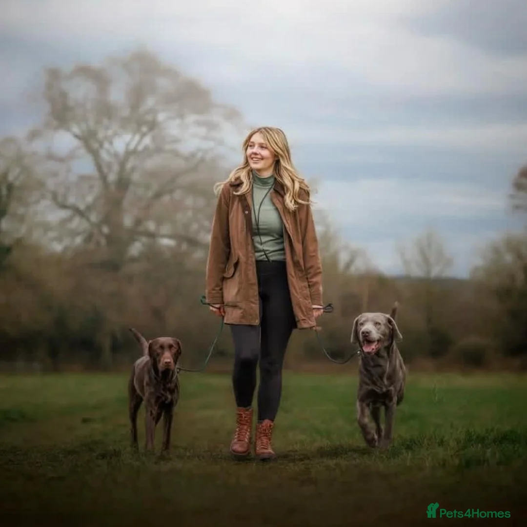 Labrador Retriever dogs for sale: Extensively Health Tested Chocolates  - Advert 15