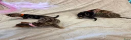 Bengal cats for sale: Four Beautiful Bengal kittens 🐾  - Advert 5