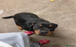 Rottweiler dogs for sale: Rottweiler/rotty puppies - Image 9