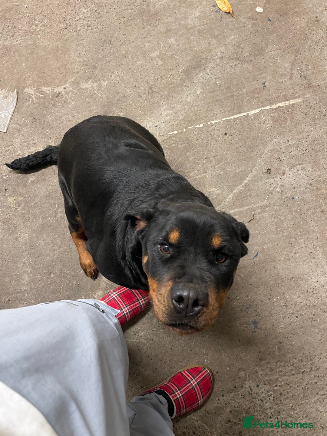 Rottweiler dogs for sale: Rottweiler/rotty puppies - Image 9