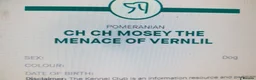 Pomeranian dogs for sale: Pomeranian puppies ready now - Advert 28