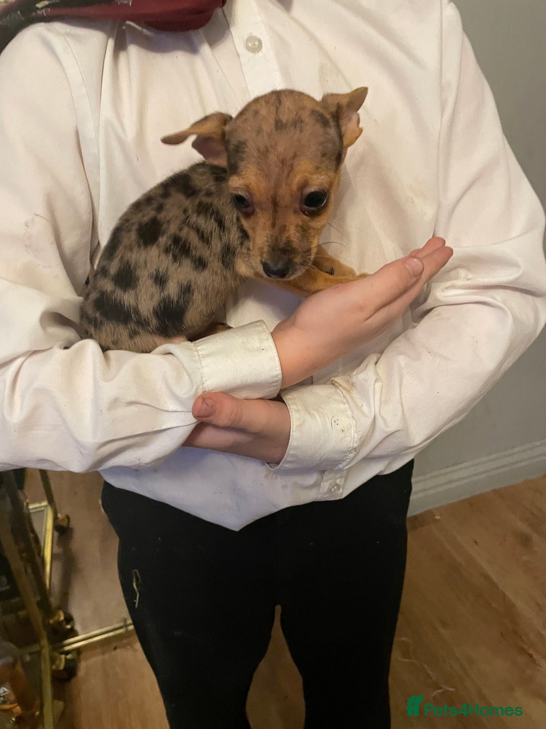 Jack Russell dogs for sale: Jack Russel puppy’s Ready to leave  - Advert 4