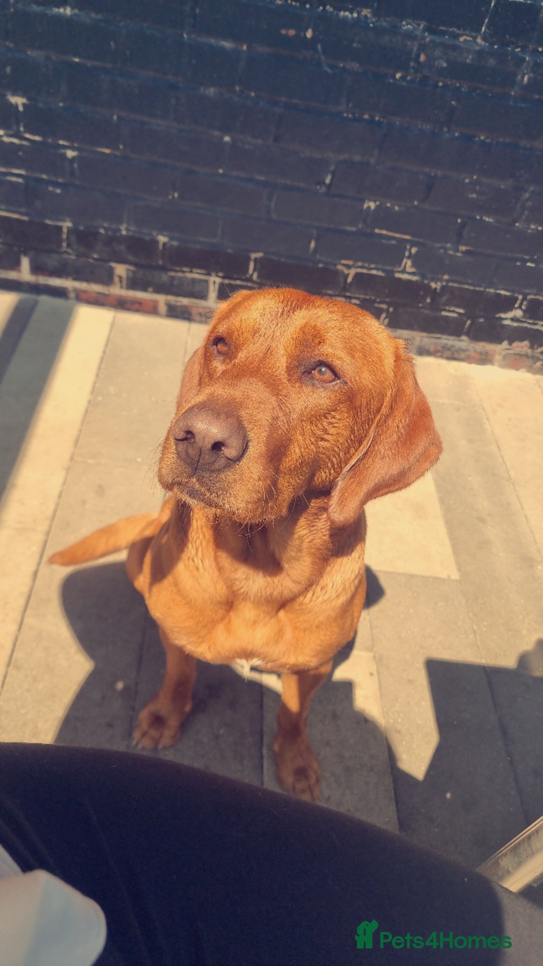 Labrador Retriever dogs for stud: Male Working Fox Red Labrador  in Ashington - Advert 2