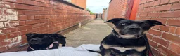Mixed Breed dogs for sale: shadow for rehoming - Advert 5
