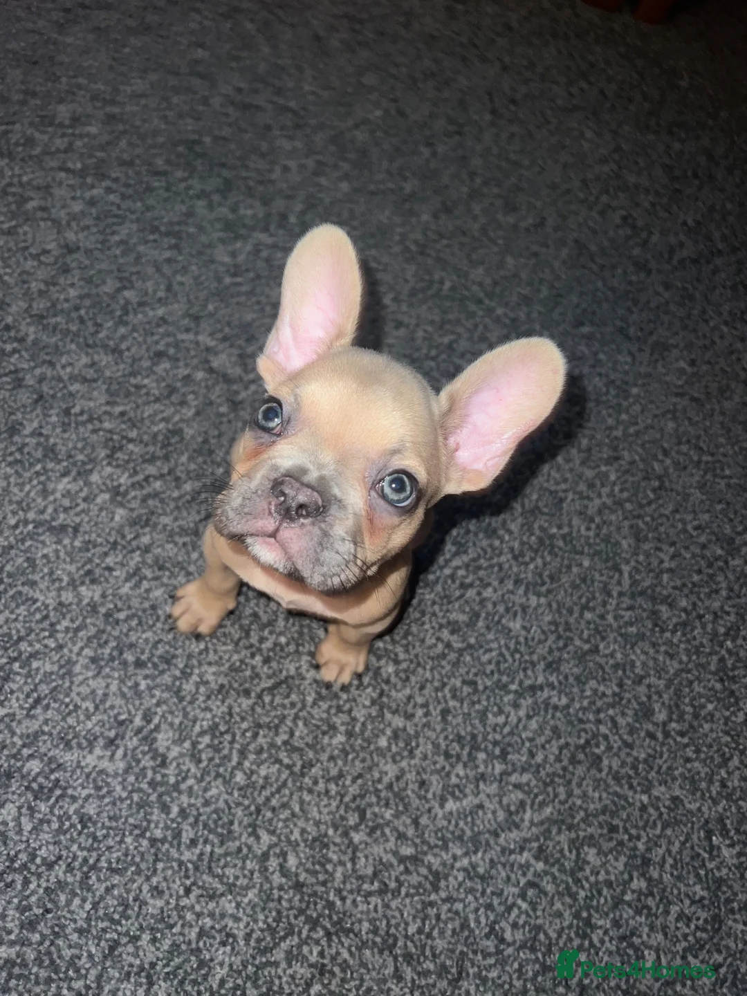 French Bulldog dogs for sale: tanned french bulldog 7 months in Nottingham - Advert 5