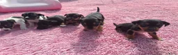 Jack Russell dogs for sale: Jack russell puppies  - Advert 9