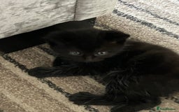 Mixed Breed cats for sale: 4 beautiful playful kittens for sale - Image 3