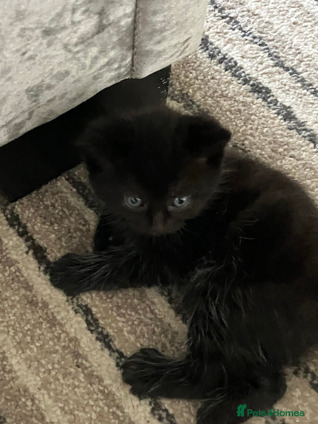 Mixed Breed cats for sale: 4 beautiful playful kittens for sale - Image 3