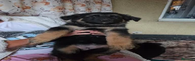 German Shepherd 3