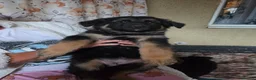 German Shepherd dogs for sale: German shepher pup - Advert 4