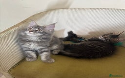 Maine Coon cats for sale: Ready Now! Pedigree Mainecoon kittens  - Image 12