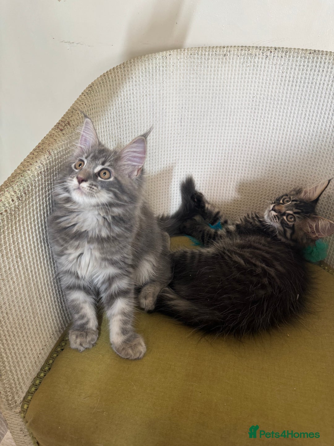 Maine Coon cats for sale: Ready Now! Pedigree Mainecoon kittens  - Image 12