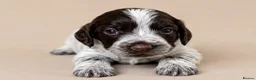 Cocker Spaniel dogs for sale: Beautiful Cocker Spaniel Puppies - Advert 13