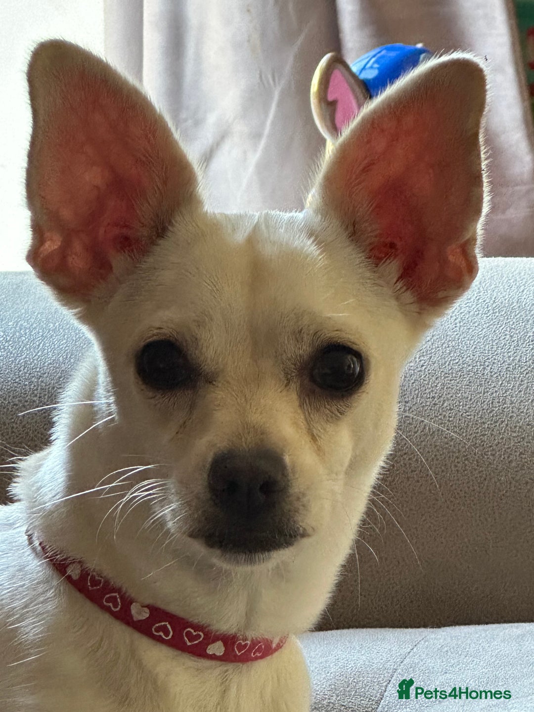 Chihuahua dogs for sale: Nova, Chihuahua - Advert 1