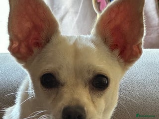 Chihuahua dogs Nova, Chihuahua - Advert 3