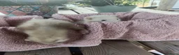 Ferret rodents for sale: Beautiful Ferret Kits for sale  - Advert 18