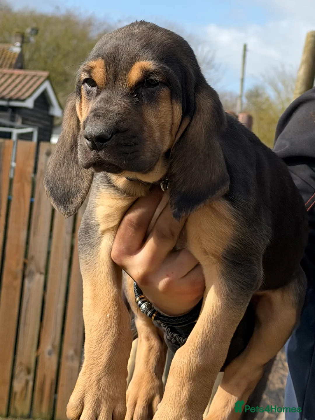 Bloodhound dogs for sale: Bloodhound puppies  - Advert 6