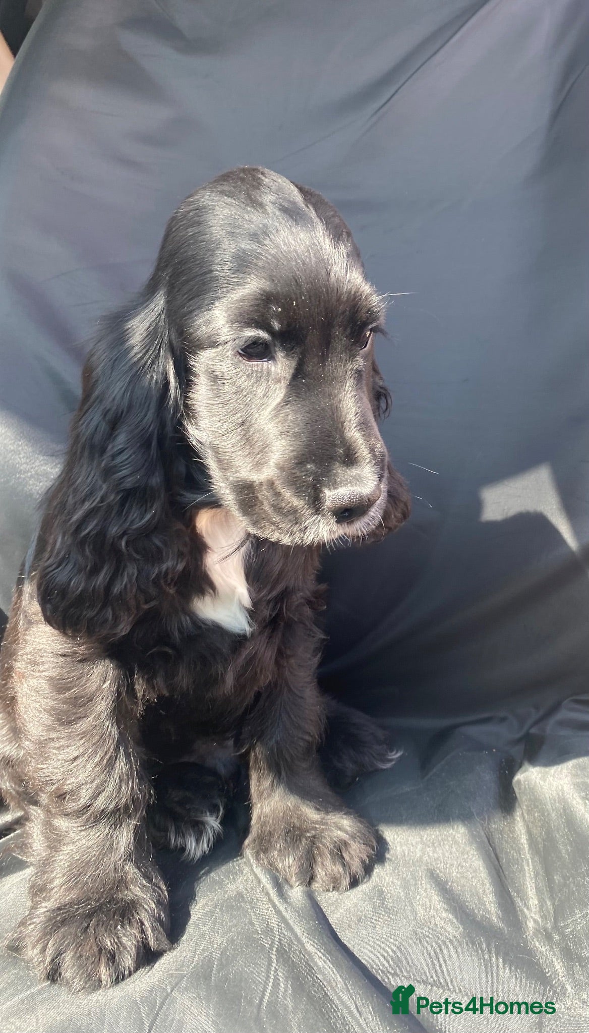 Cocker Spaniel dogs 2 STUNNING KC SHOW COCKERS  - Advert 1