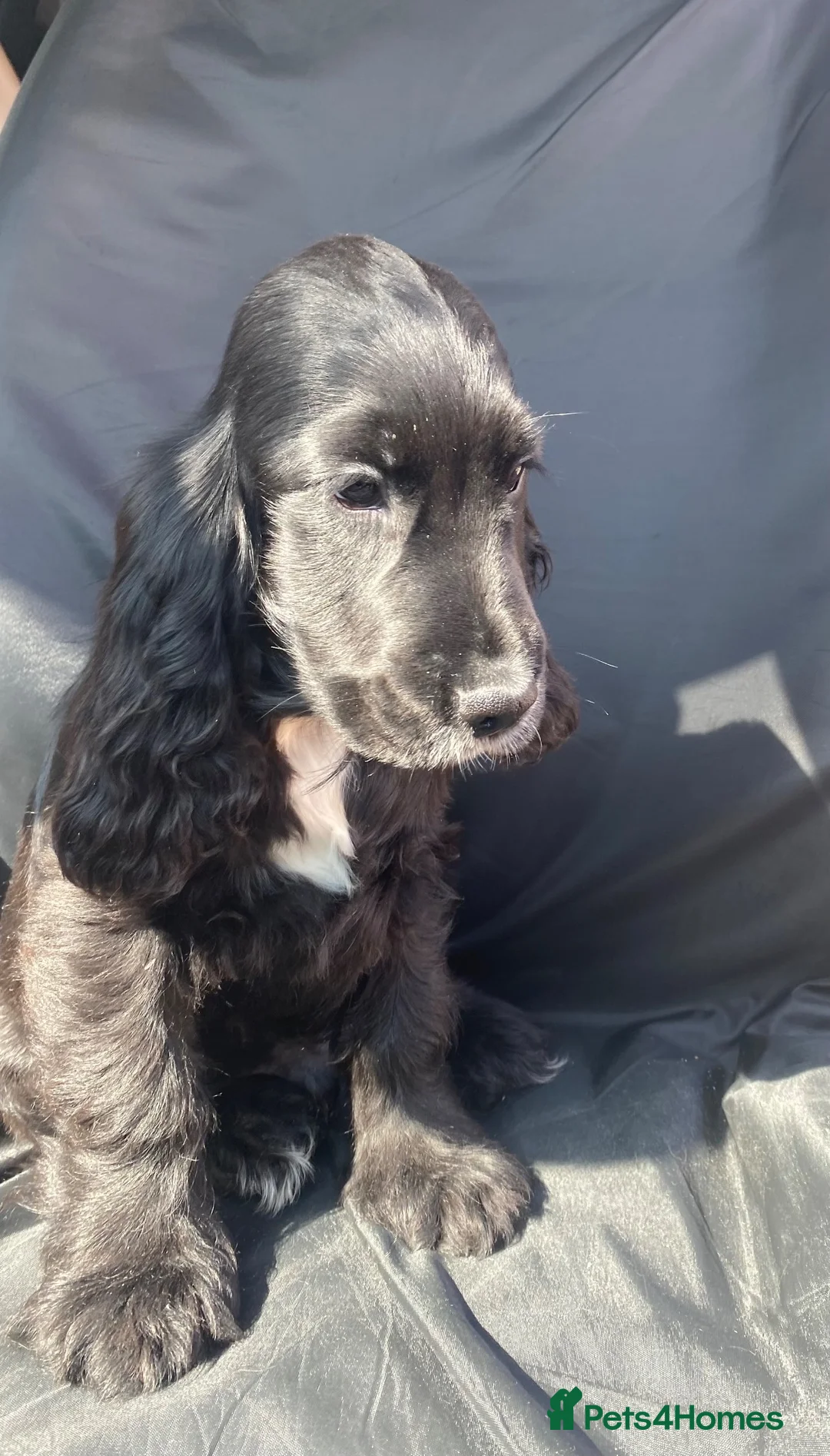 Cocker Spaniel dogs for sale: 1 STUNNING KC SHOW COCKER AVAILABLE  - Advert 2