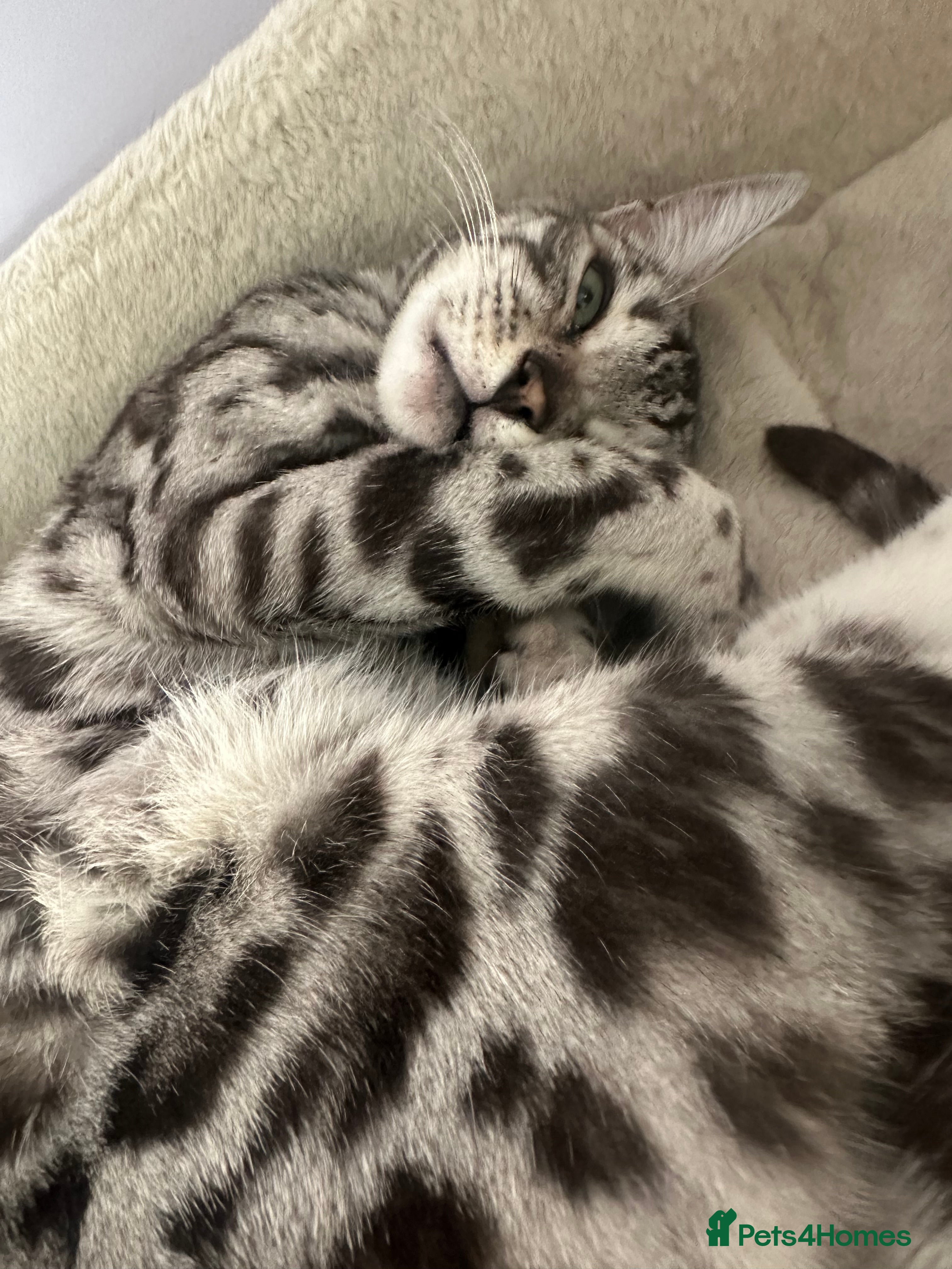 Bengal cats for sale: Retired breeding females - Advert 2