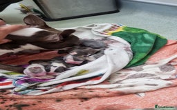 Boston Terrier dogs for sale: Outstanding Blue/Champagne Boston pups - Image 8