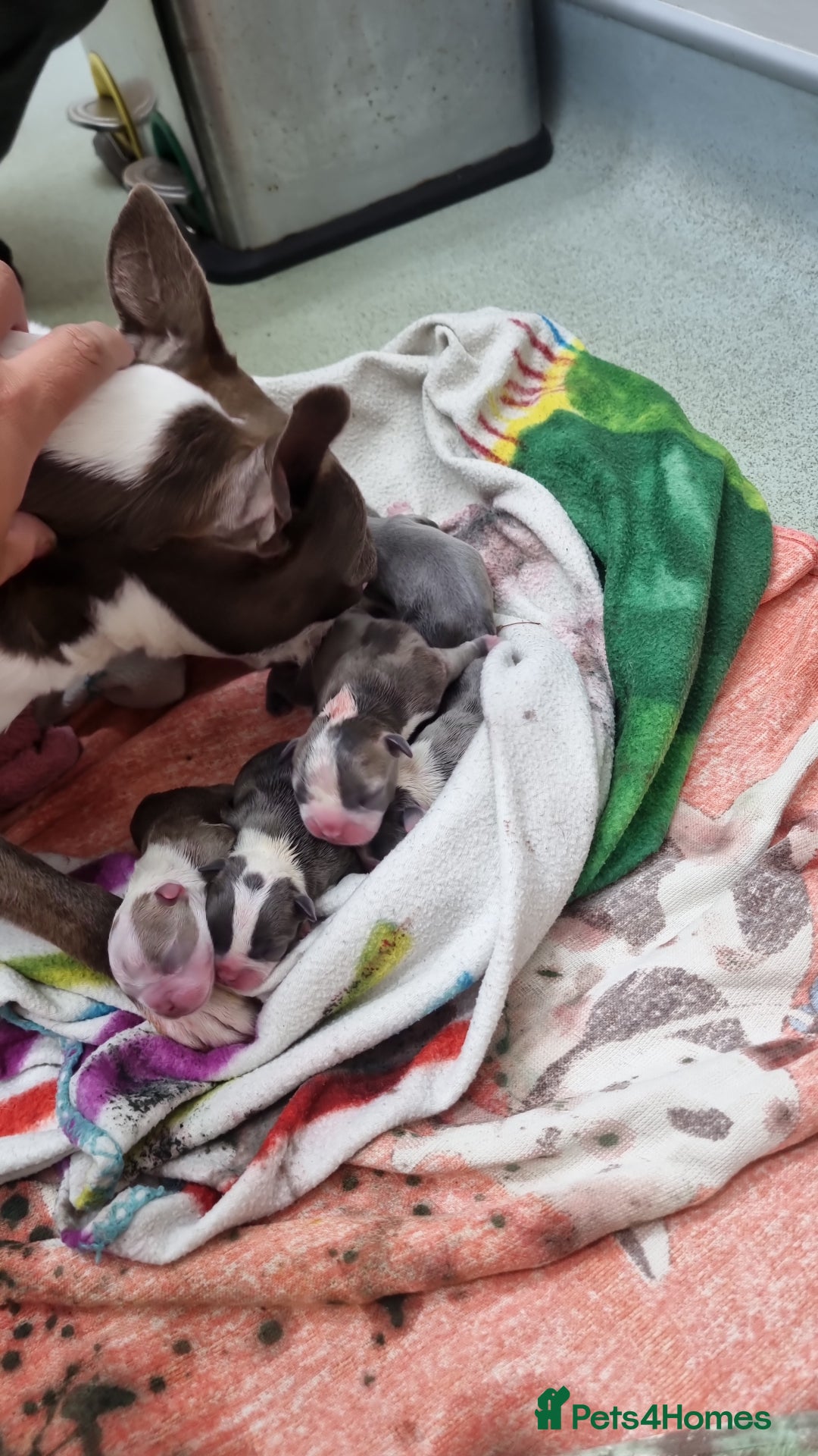 Boston Terrier dogs for sale: Outstanding Blue/Champagne Boston pups - Image 8