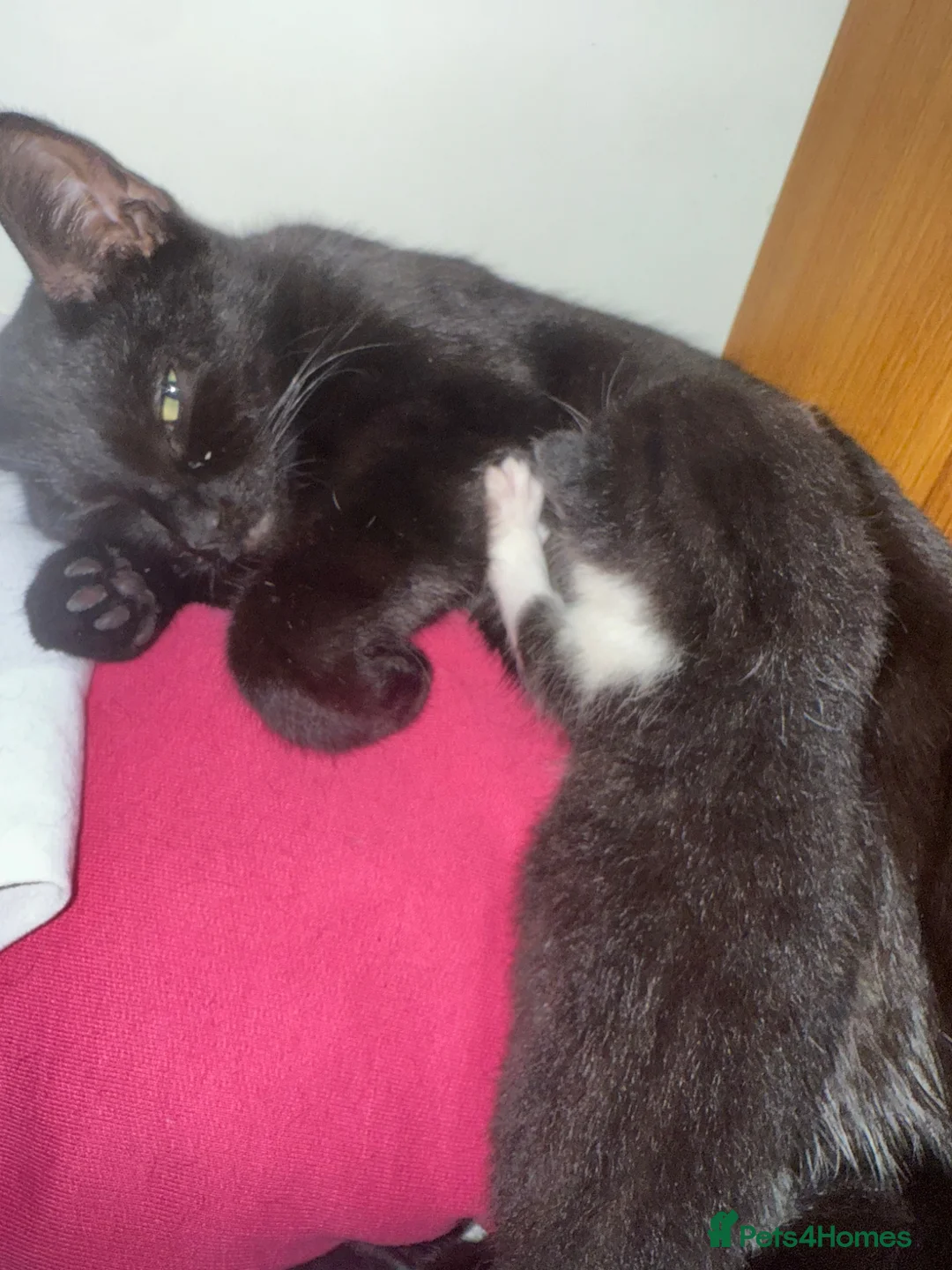 Snowshoe cats for sale: Little boy ❤️ - Advert 1