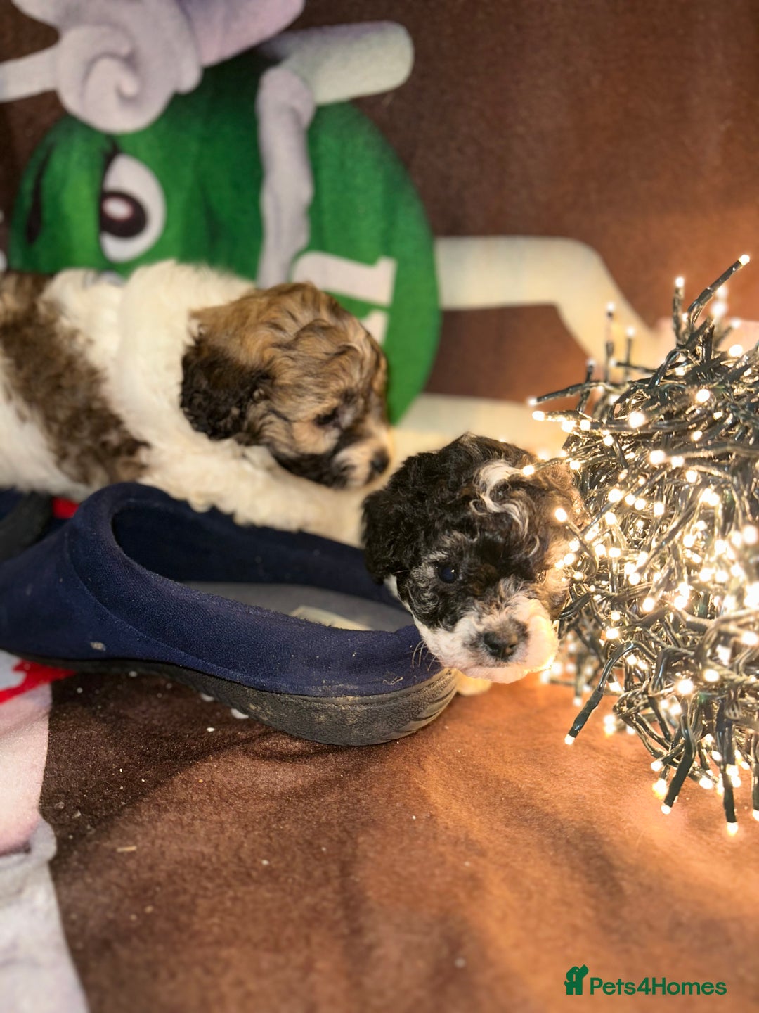 Cavapoo dogs for sale: Beautiful Rare F1b Cavapoos  - Advert 4