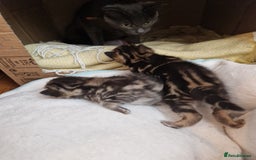 Mixed Breed cats for sale: 2 cute boys Russian blue and Bengal mix  - Advert 12