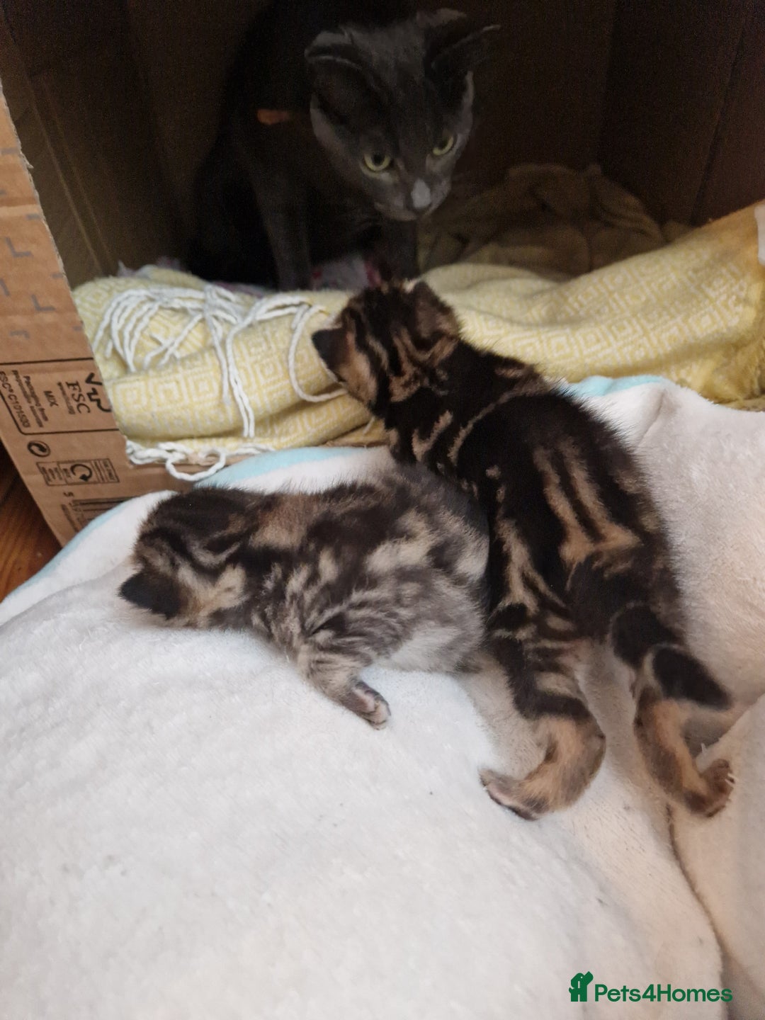 Mixed Breed cats for sale: 2 cute boys Russian blue and Bengal mix  - Advert 12