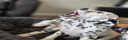 Dalmatian dogs for sale: Beautiful KC Reg Dalmatian Puppies in Newport - Advert 17