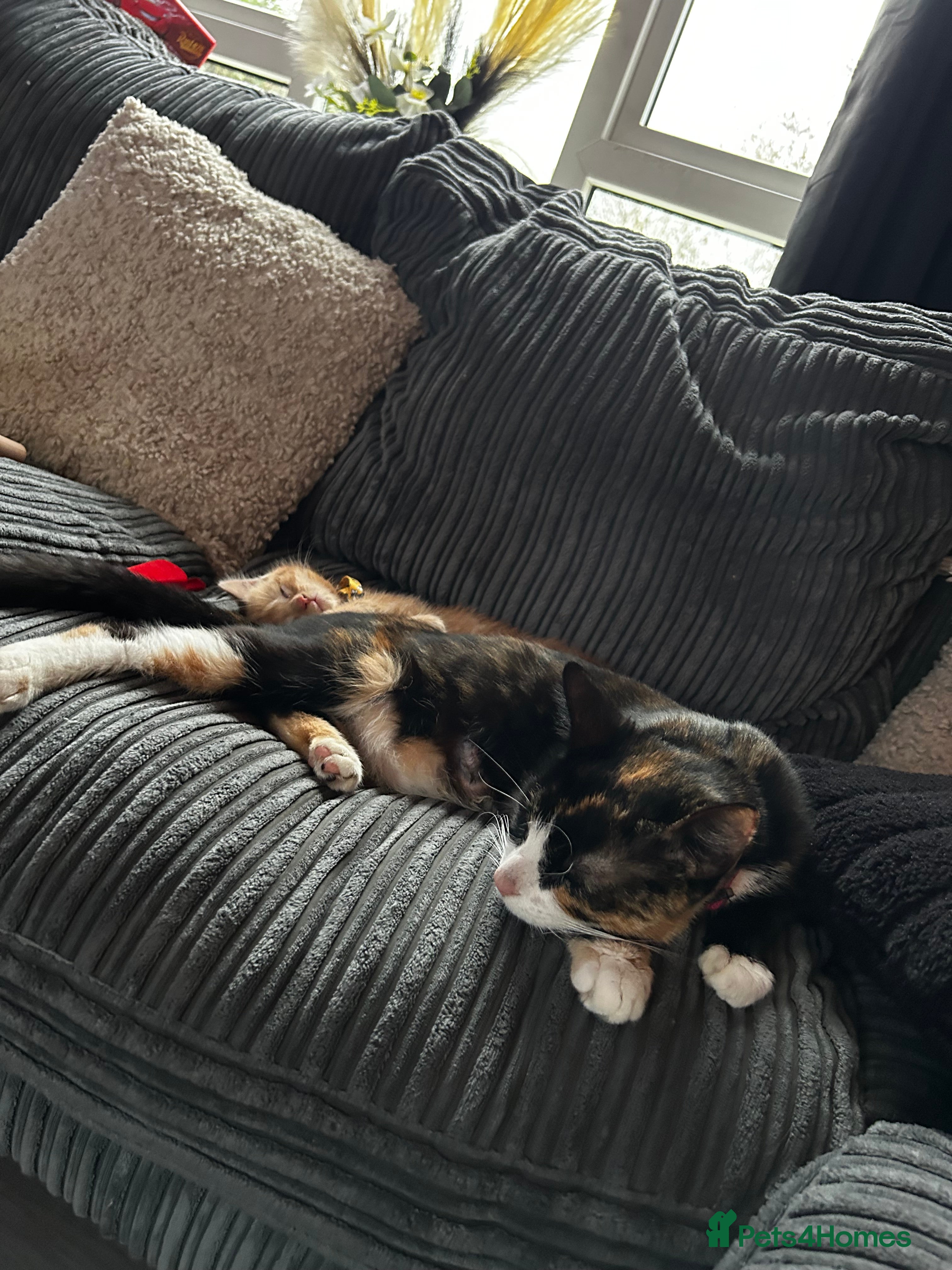 Domestic Shorthair cats Beautiful Calico Cat–1 Year Old–Loving Home Needed - Advert 3