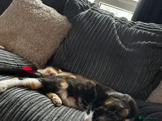 Domestic Shorthair cats Beautiful Calico Cat–1 Year Old–Loving Home Needed - Advert 14