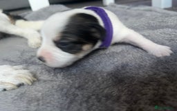 Jack Russell dogs for sale: Beautiful Jack Russell puppies for sale - Image 15