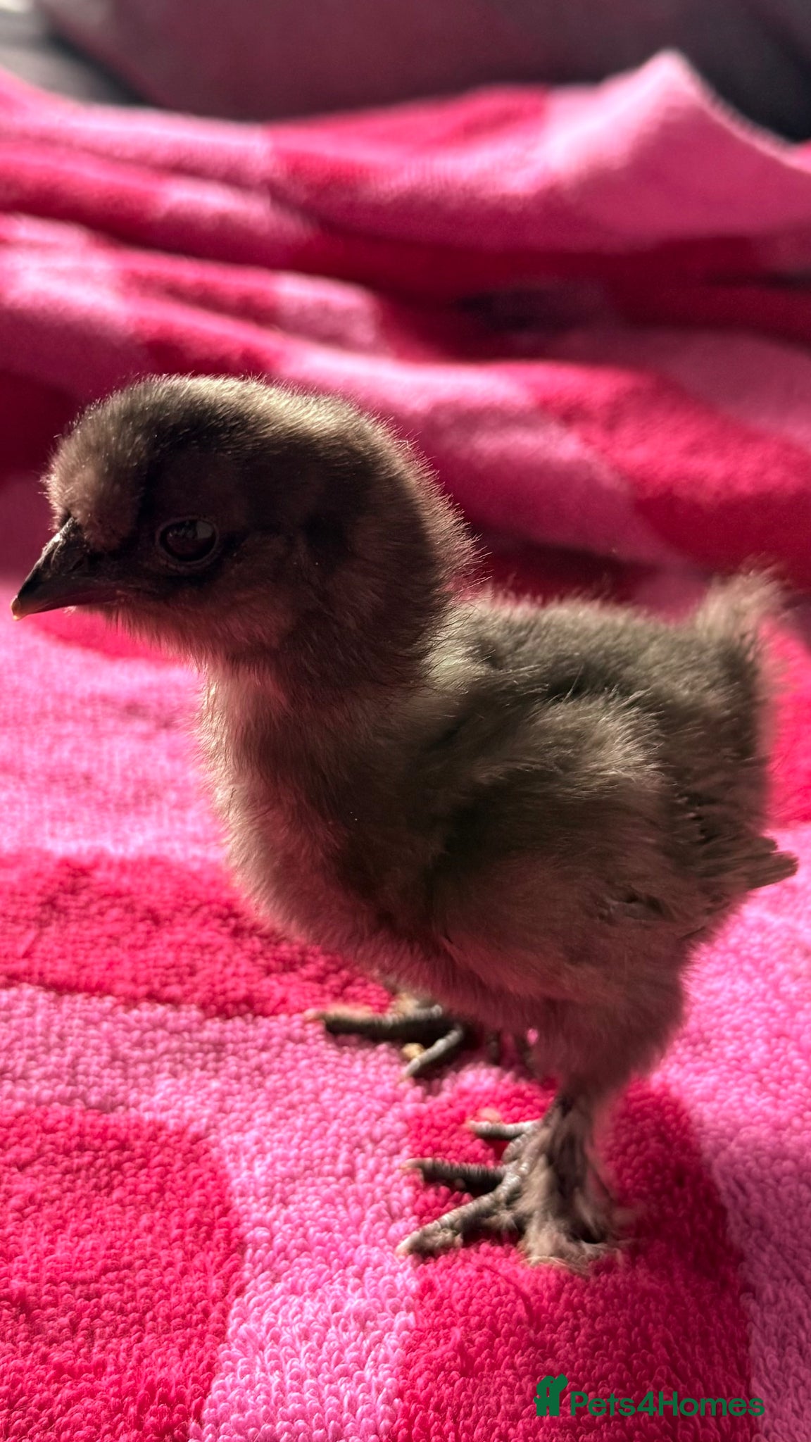 Chickens poultry Silkie chicks  - Advert 1