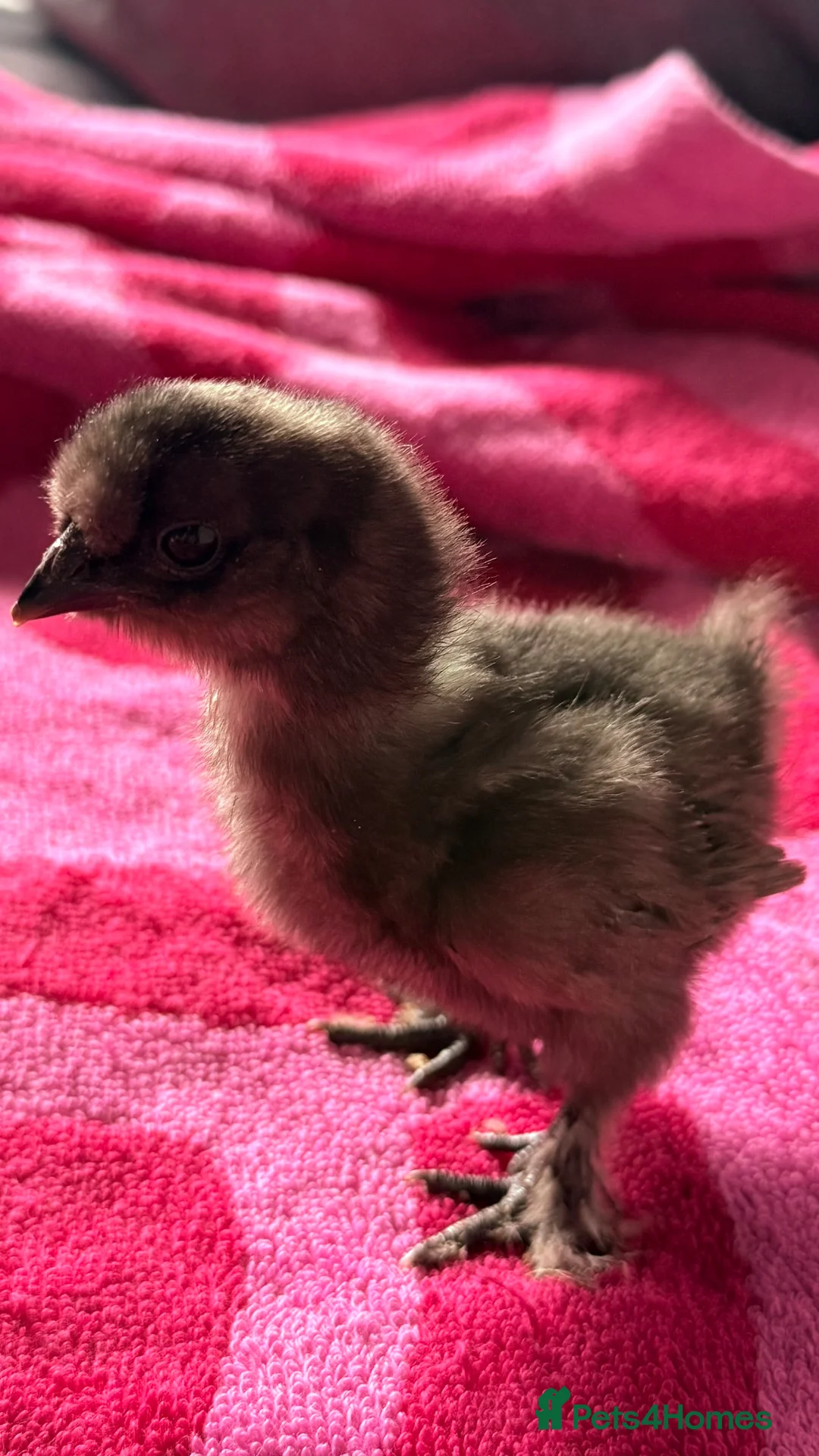 Chickens poultry for sale: Silkie chicks  - Advert 1